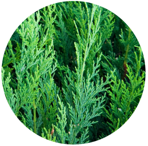 Cedar Leaf (Thuja occidentalis) Hydrosol